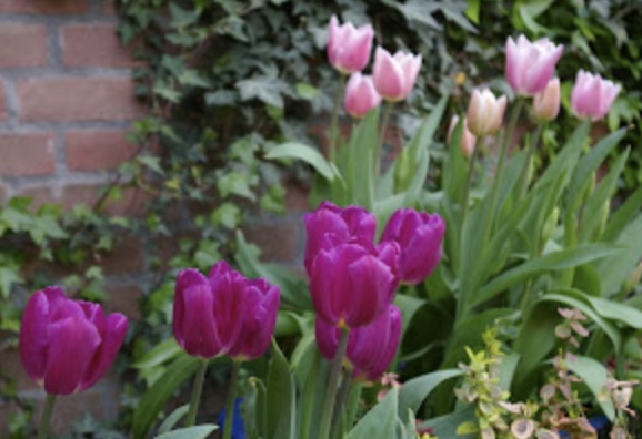 Meghan’s tulips, blooming by the front door